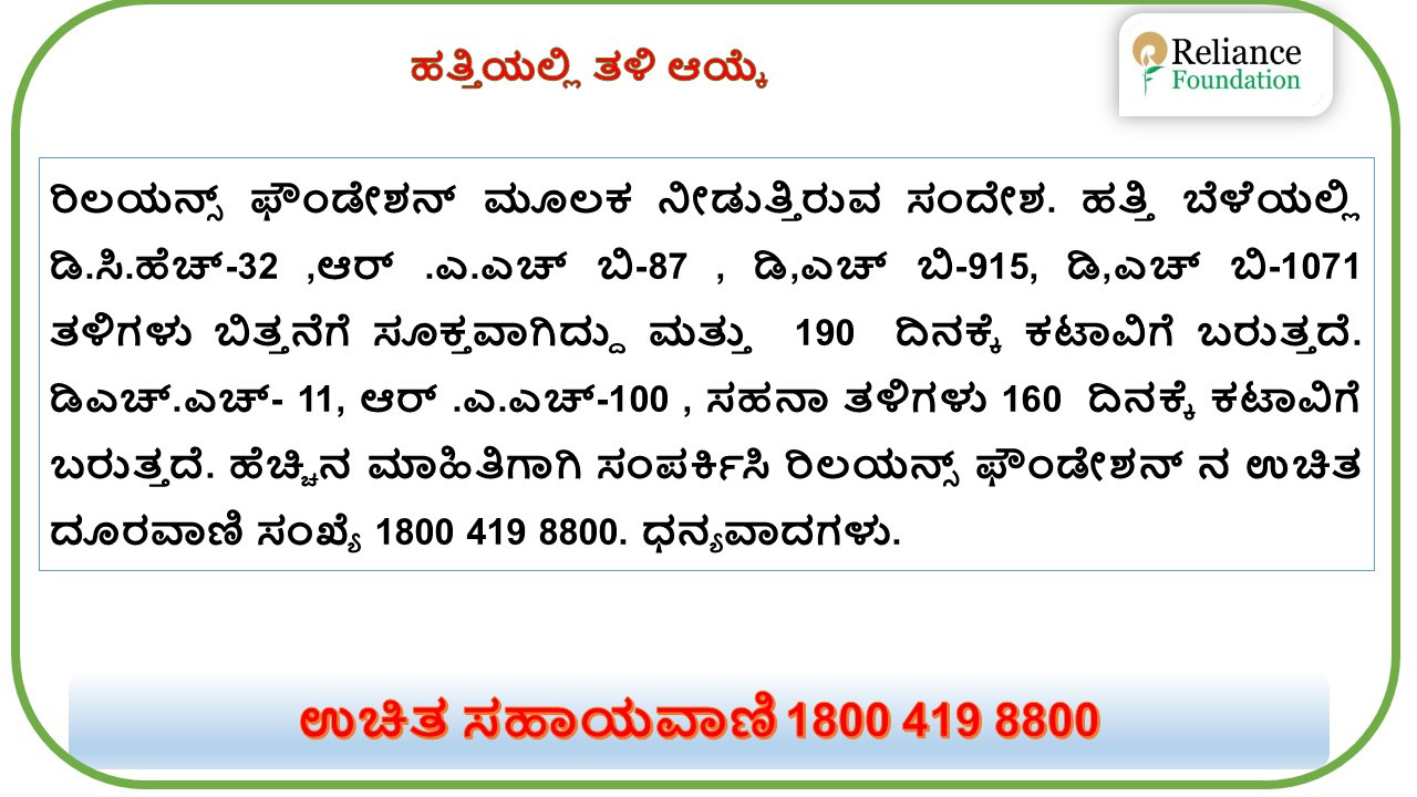 ಹತ್ತಿ ಬೆಳೆಯಲ್ಲಿ ತಳಿಗಳ ಆಯ್ಕೆ