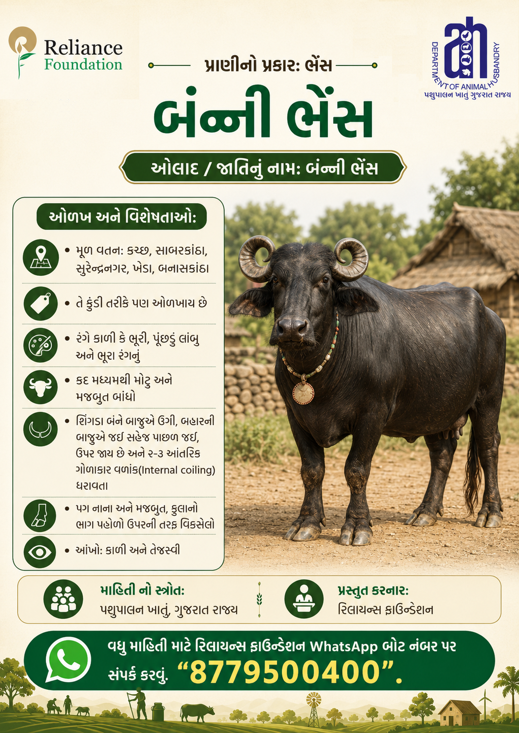 બન્ની ભેંસ ની ઓળખ અને વિશેષતા