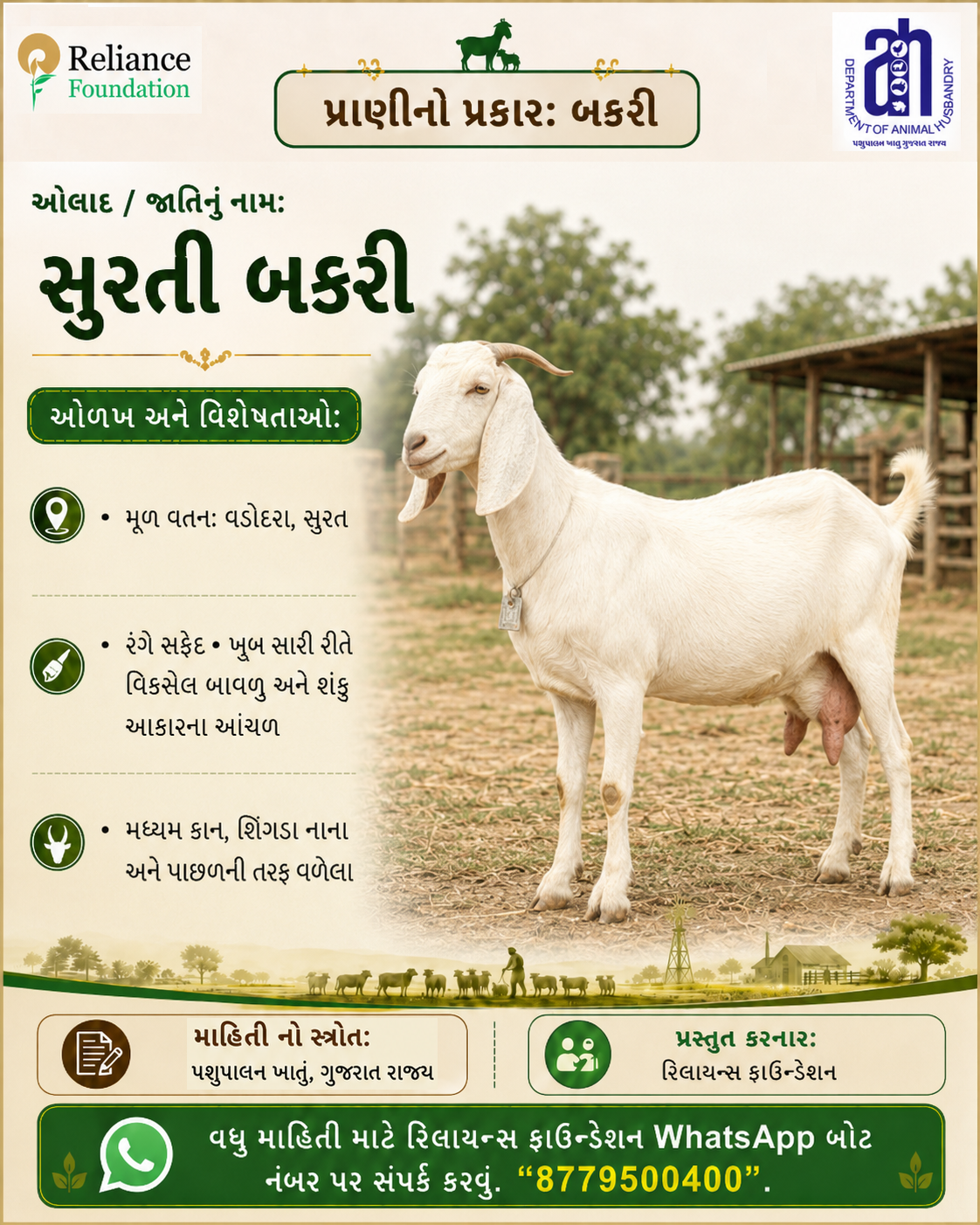 સુરતી બકરી ની ઓળખ અને વિશેષતા