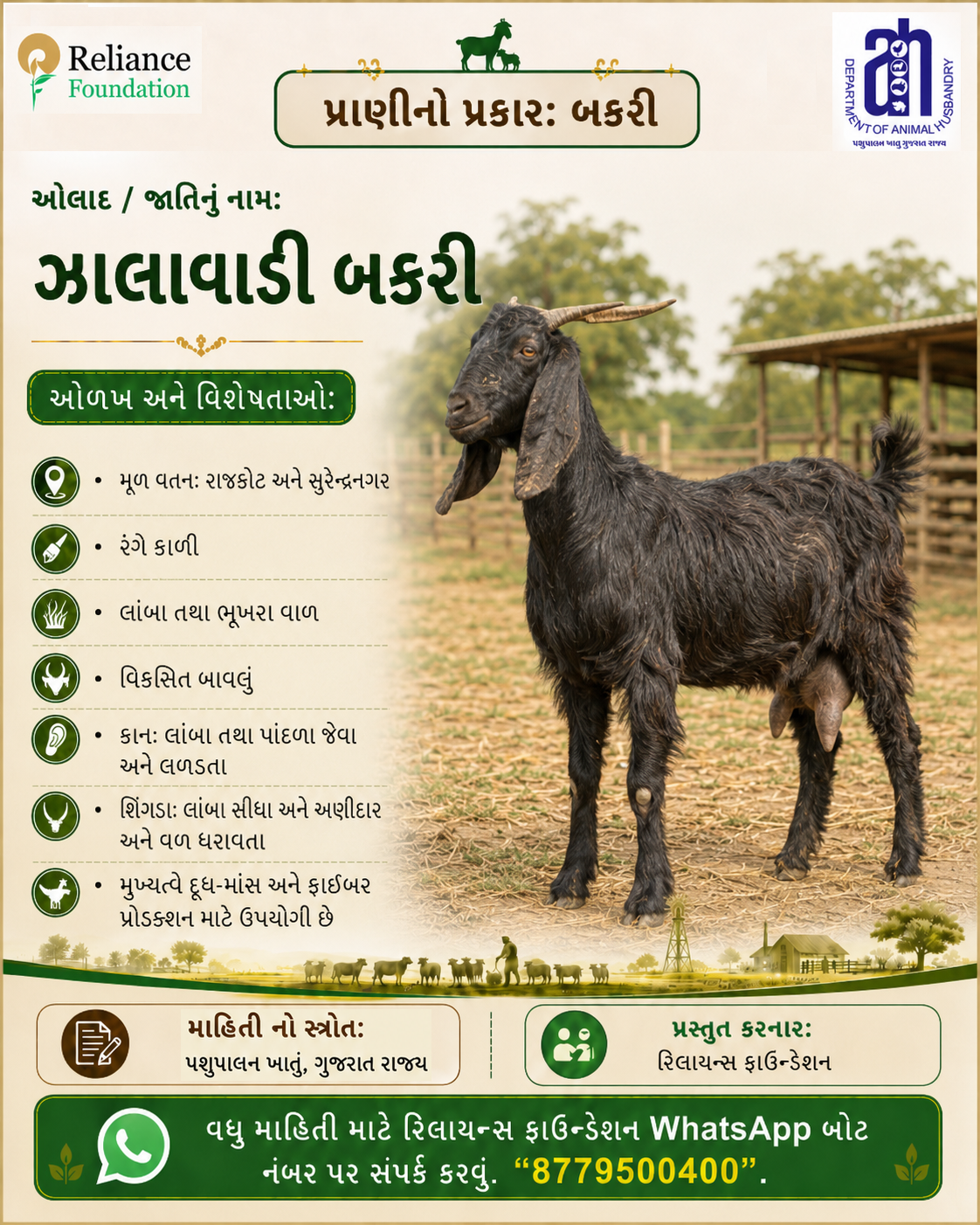 ઝાલાવાડી બકરી ની ઓળખ અને વિશેષતા
