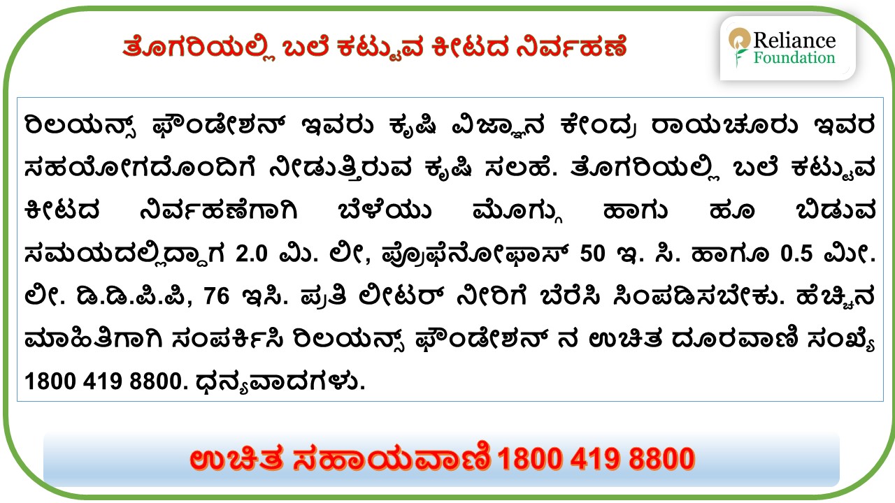ತೊಗರಿಯಲ್ಲಿ ಬಲೆ ಕಟ್ಟುವ ಕೀಟದ ನಿರ್ವಹಣೆ. 