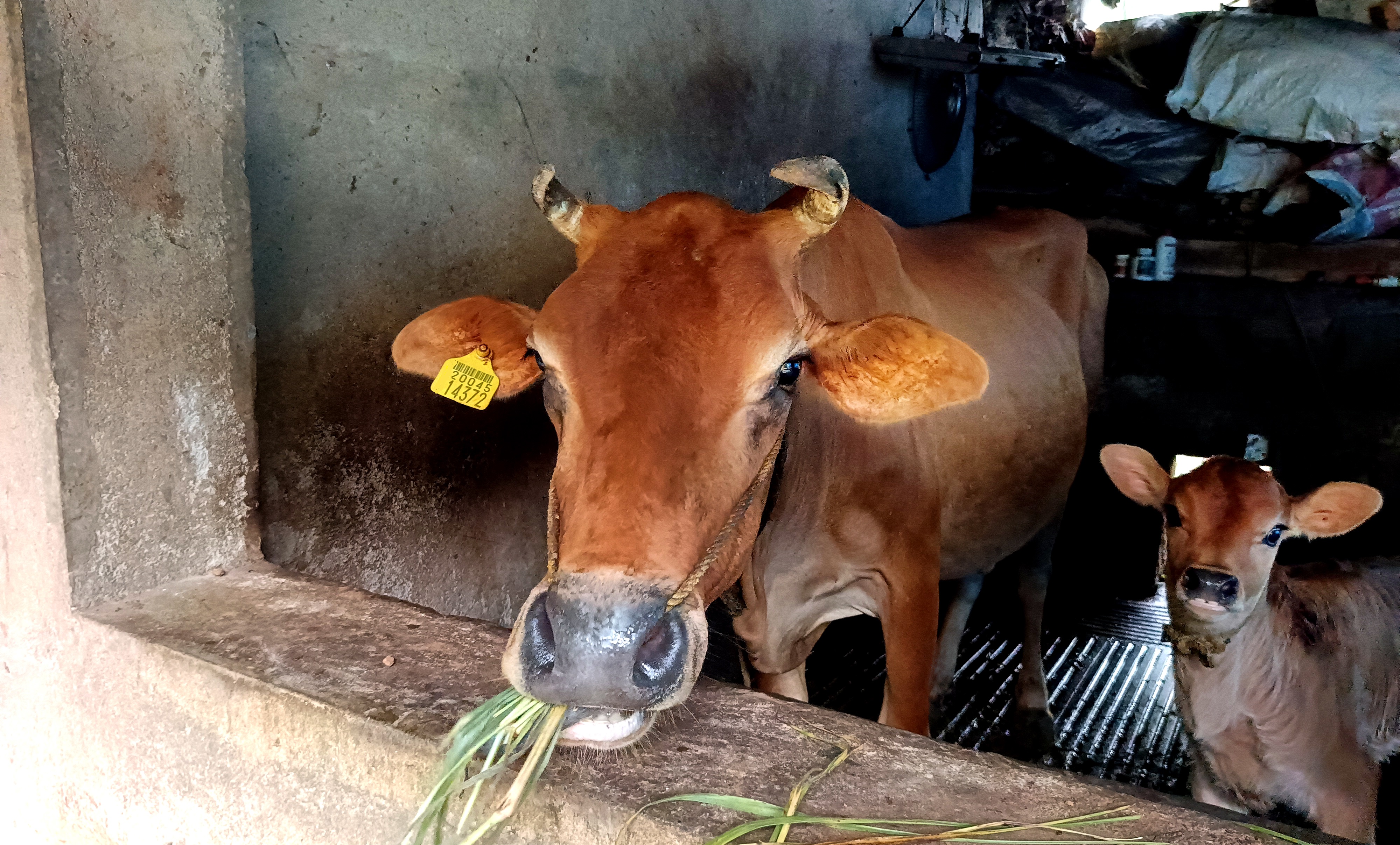 പശുക്കളിലെ പോഷക പരിചരണം