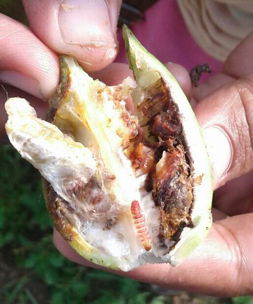 गुलाबी बोंडअळीच्या प्राधुर्भाव रोखण्यासाठी बागायती कपाशी जूनमध्ये लागवड करू नये.