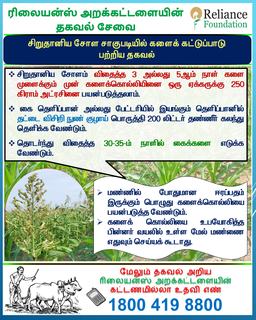 சிறுதானிய சோள சாகுபடியில் களைக் கட்டுப்பாடு&nbsp;முறைகள்