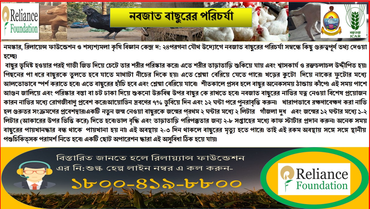 নবজাত বাছুরের পরিচর্যা