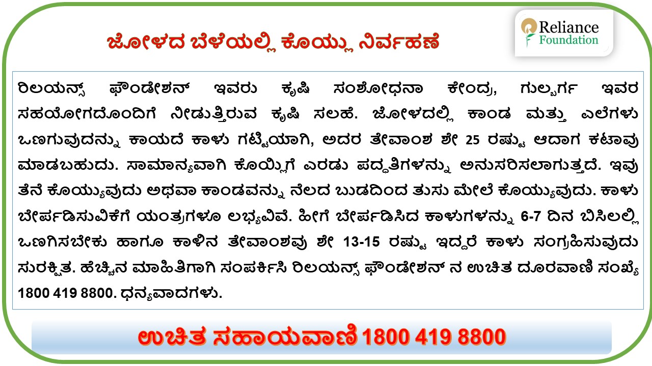 ಜೋಳದ ಬೆಳೆಯಲ್ಲಿ ಕೊಯ್ಲು ನಿರ್ವಹಣೆ