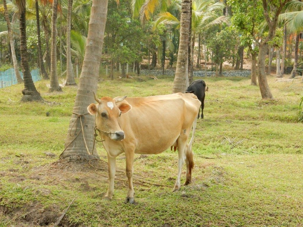 കന്നുകുട്ടികളുടെ പ്രത്യുൽപാദനവും പരിചരണവും