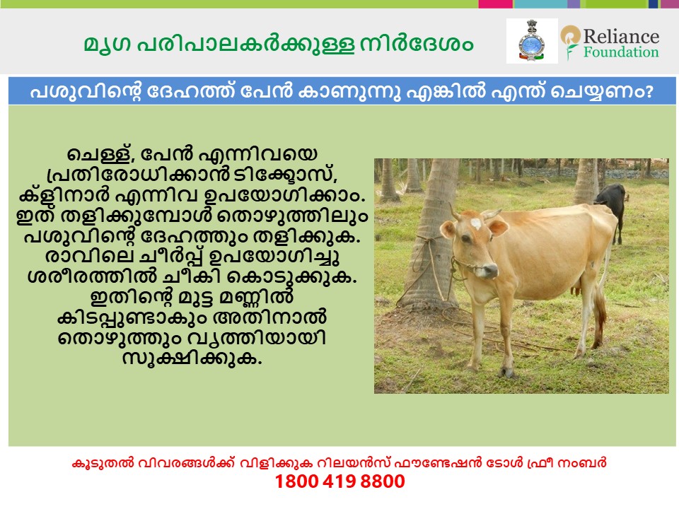 പശുവിന്&zwj;റെ ദേഹത്ത് പേന്&zwj; കാണുന്നു എങ്കില്&zwj; എന്ത് ചെയ്യണം?