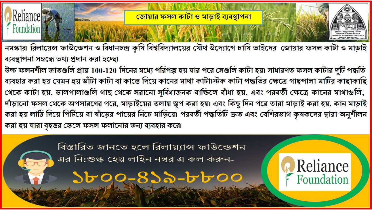 জোয়ার ফসল কাটা ও মাড়াই ব্যবস্থাপনা
