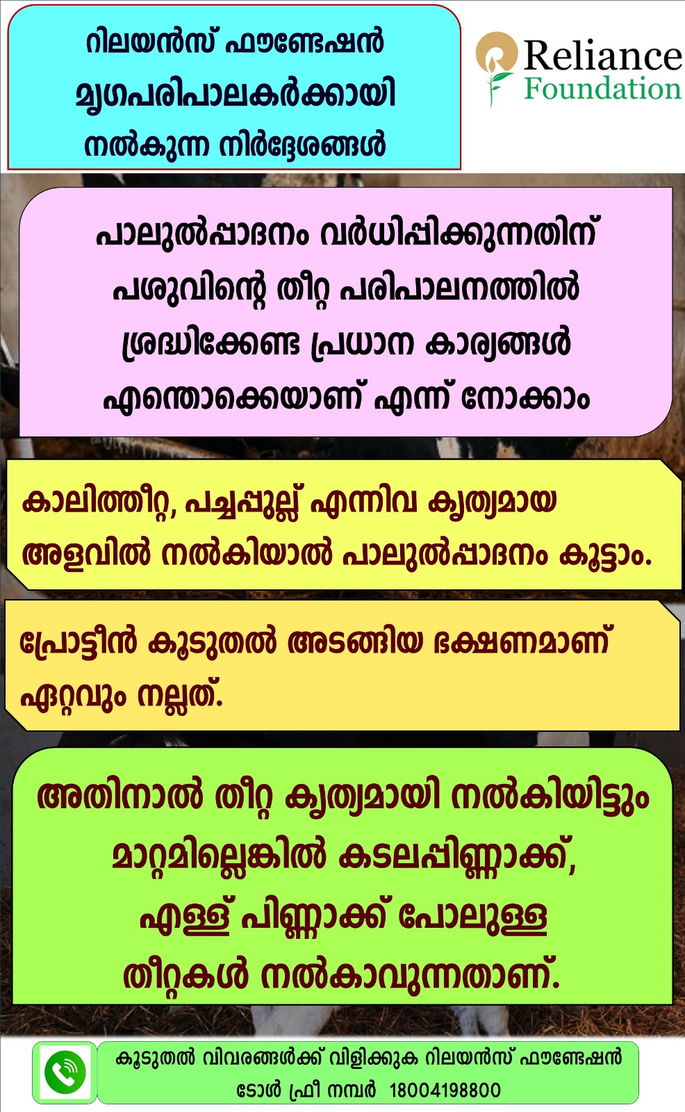 പാലുത്പാദനം വർധിപ്പിക്കുന്നതിന് തീറ്റ പരിപാലനത്തിൽ ശ്രദ്ധിക്കേണ്ട പ്രധാന കാര്യങ്ങൾ