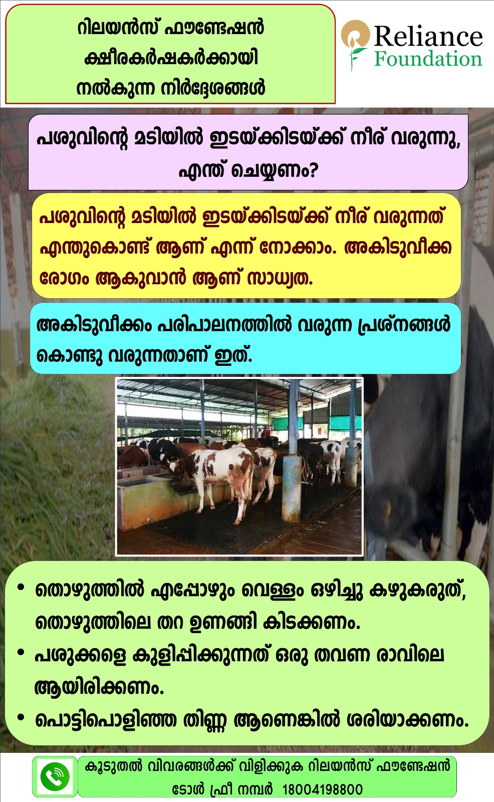 പശുവിന്&zwj;റെ മടിയില്&zwj; ഇടയ്ക്കിടയ്ക്ക് നീര് വരുന്നു, എന്ത് ചെയ്യണം