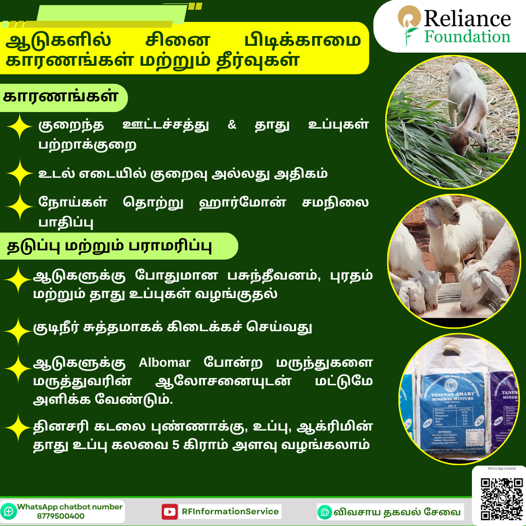 ஆடுகளில் சினை பிடிக்காமை &ndash; காரணங்கள் மற்றும் தீர்வுகள்