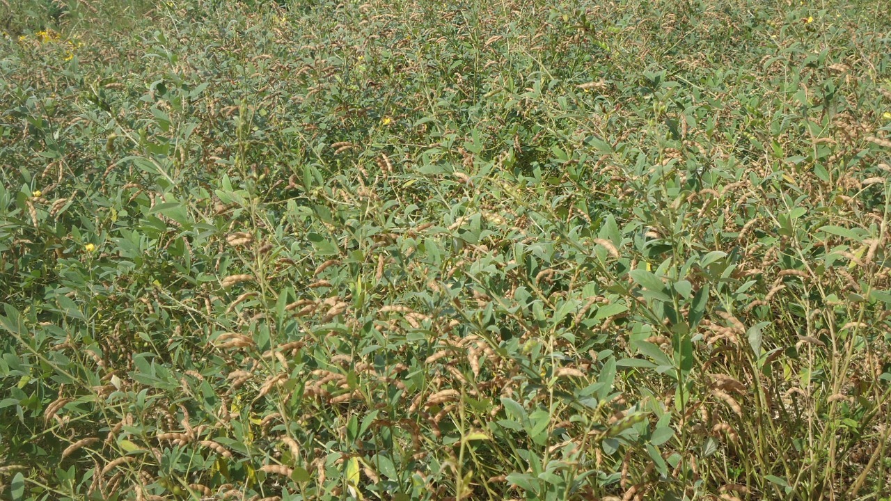 ತೊಗರಿ ಶೇಖರಣೆ ಮಾಡುವ ವಿಧಾನ