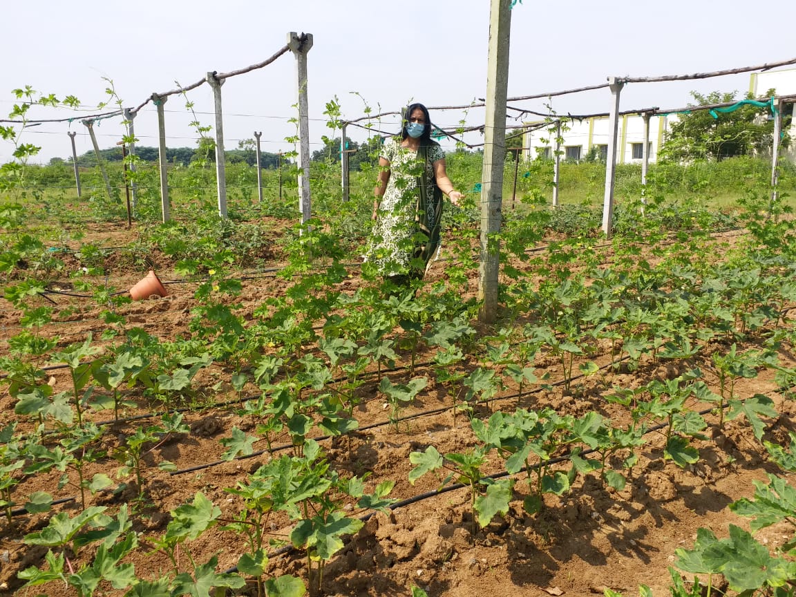 పెరటితోటల సాగులో సస్య రక్షణ