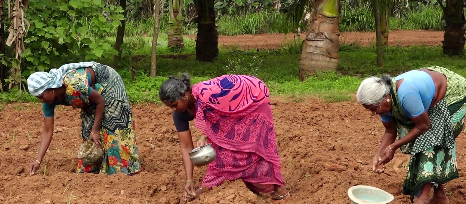 రాగి విత్తుటకు అనువైన విత్తన రకాలు