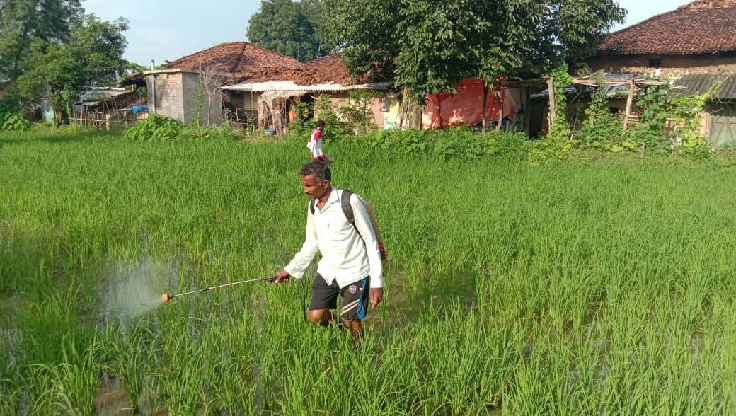 रोपा धान की फसल में खरपतवार नियंत्रण की जानकारी&nbsp;