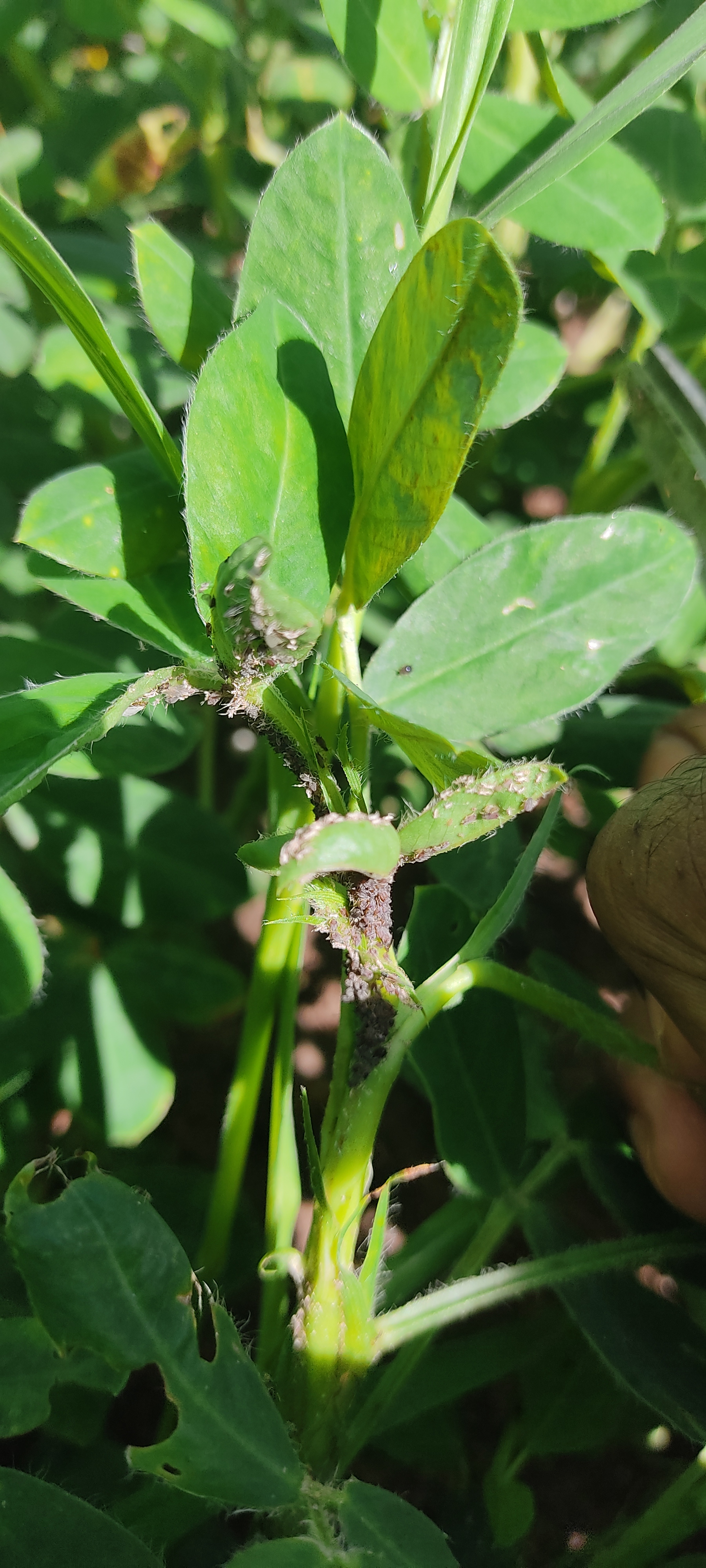 &nbsp;મગફળી માટે ચૂસતી જીવાત, એફિડ અને થ્રીપ્સનું જીવાત વ્યવસ્થાપન