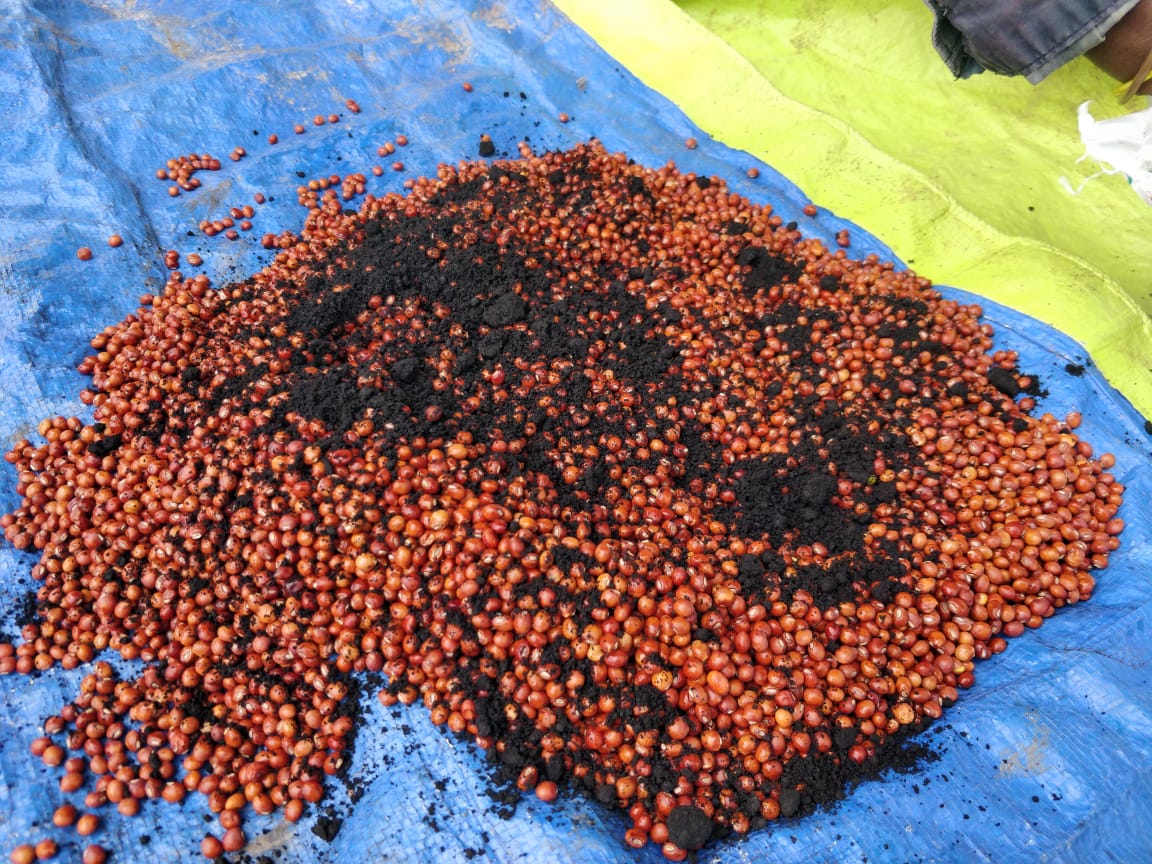 अरहर की बुवाई के लिए उन्नत किस्म की जानकारी?