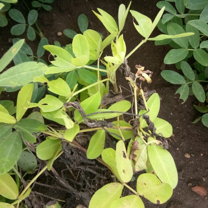 मूंगफली की फसल में दीमक कीट का प्रबंधन