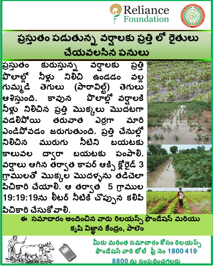 ప్రత్తిల్లో పారా విల్ట్ తెగులు&nbsp; నివారణ