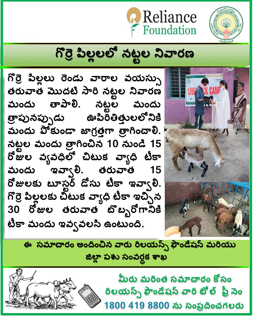 గొర్రె పిల్లలో నట్టల నివారణ