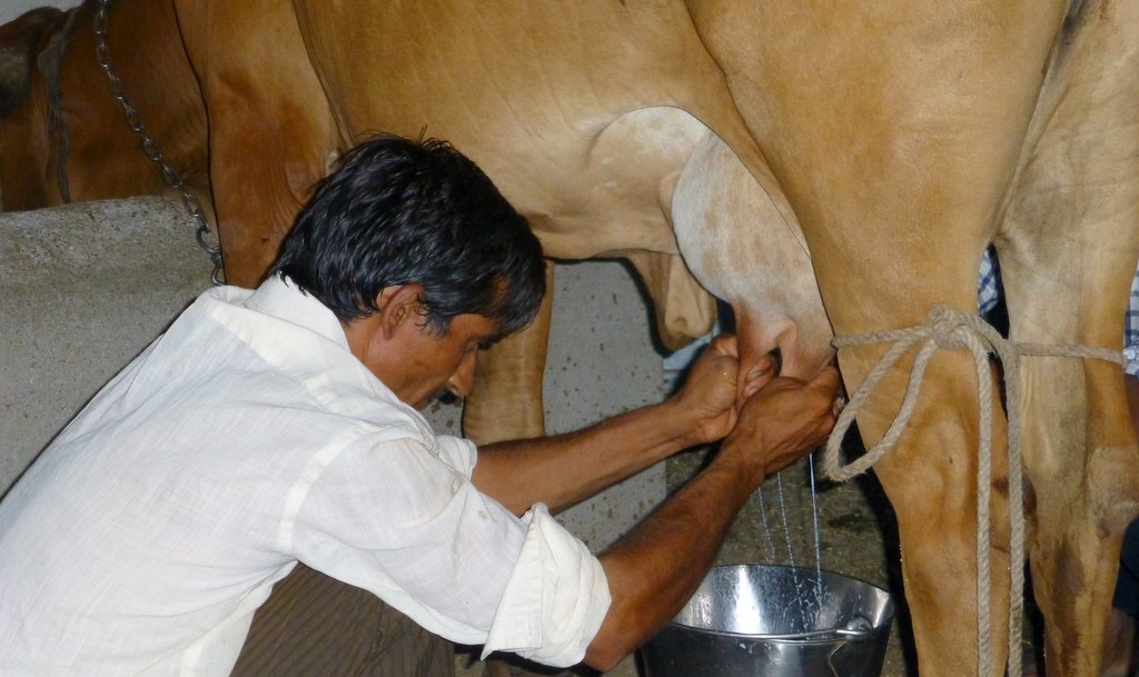 ಆಕಳಿನಲ್ಲಿ ಹಾಲಿನ ಜ್ವರ ತಡೆಗಟ್ಟಲು ಅನುಸರಿಸಬೇಕಾದ ಕ್ರಮಗಳು