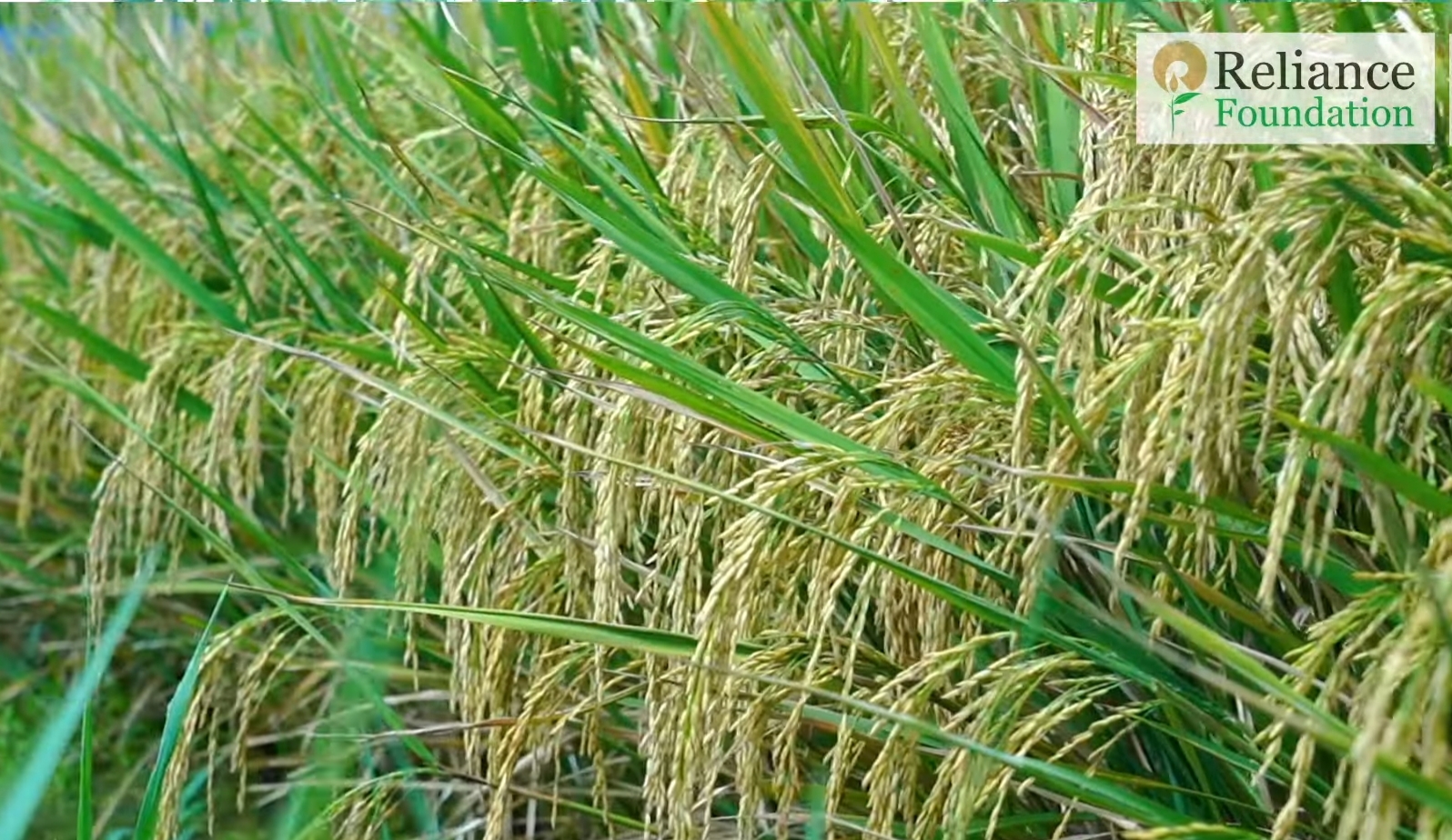 వరిలో పసుపు రంగు జిగురు అట్టల ప్రాముఖ్యత&nbsp;
