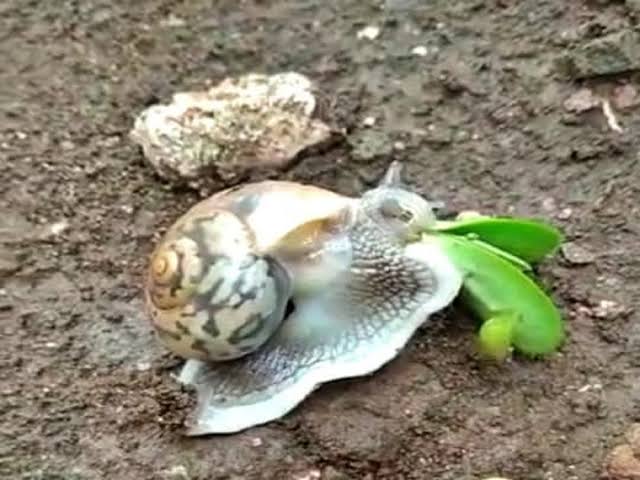 कपाशी शेतामध्ये&nbsp; शंखी गोगलगायींचे नियंत्रण कसे करावे