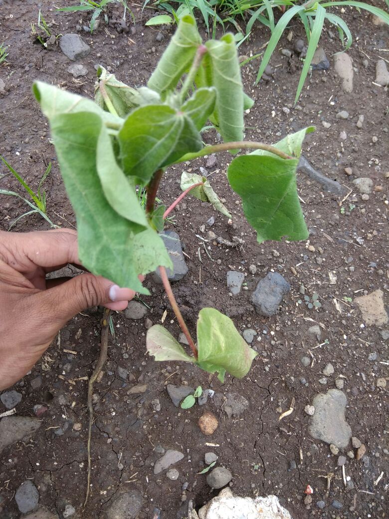 कपाशी पिकामध्ये आकस्मिक मर व्यवस्थापन&nbsp;